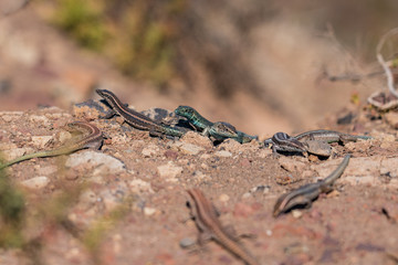 Madeira wall Lizards sunbathing on rocks