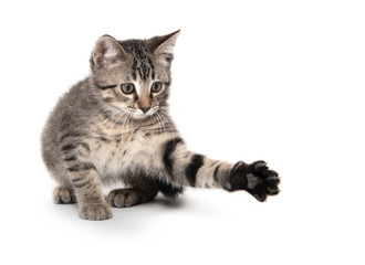 Obraz premium Tabby cat playing on white background