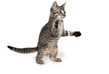 Tabby cat playing on white background