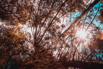 tree at morning background