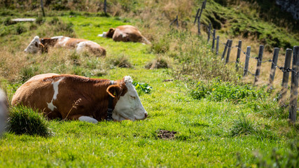Sleepy cows napping in the Sun Bavaria