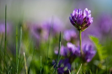 Red Clover flower or Trifolium Pratense or cow grass on a wild field