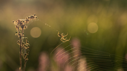 Spider weaving net in Golden hour