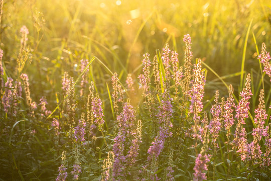 Golden Hour sunset Flower  Spring time