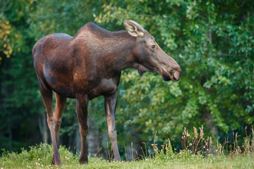 Naklejka na ściany i meble Moose cow in Kincaid park in Anchorage in Alaska
