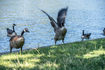 Berlin city Geese coming to land