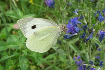 White cabbage butterfly on blue echium flower in the meadow, closeup