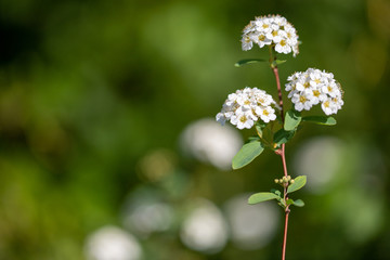 White flowers of Spiraea trilobata on green natural background