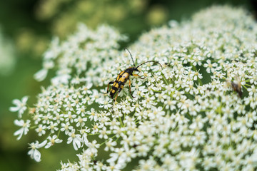 Insect closeup black-and-yellow longhorn beetle