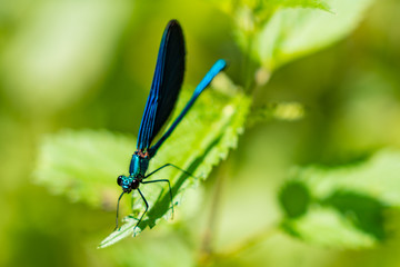 Insect closeup Dragenfly beautiful demoiselle