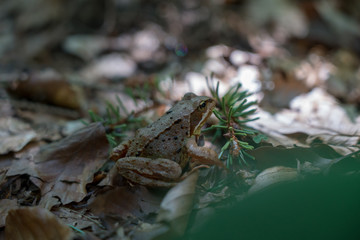 Wood frog in Autumn Forest Sunshine