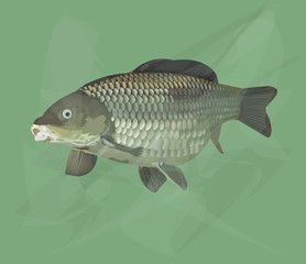 Carp fish under water vector illustration