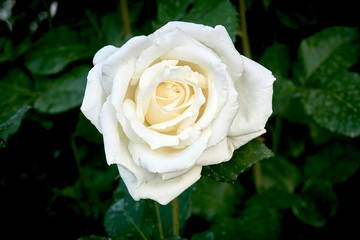 closeup white rose in blurry green background