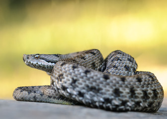 Asp viper, Vipera aspis in nature.