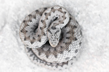 Asp viper, Vipera aspis in nature.