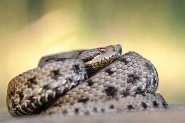 Asp viper, Vipera aspis in nature.
