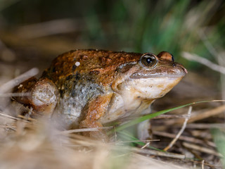 Mediterranean painted frog, Discoglossus pictus.