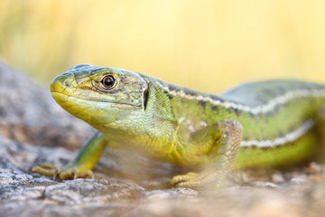 European green lizard, Lacerta bilineata.