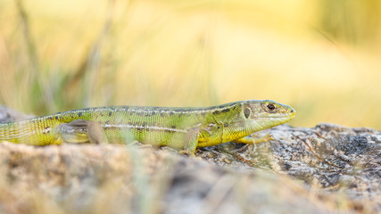 European green lizard, Lacerta bilineata.