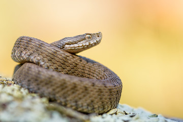 Asp viper, Vipera aspis in nature.