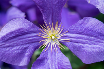 clematis Semu violett purple flower 