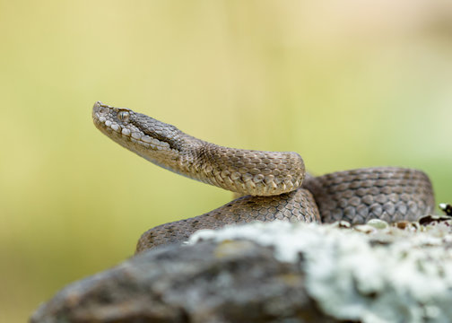 Asp viper, Vipera aspis in nature.
