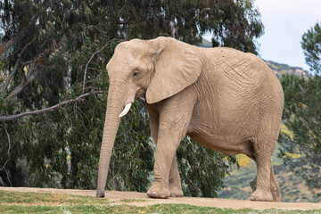 Fototapeta na wymiar elephant in the park