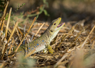 Ocellated lizard (Timon lepidus) spain.