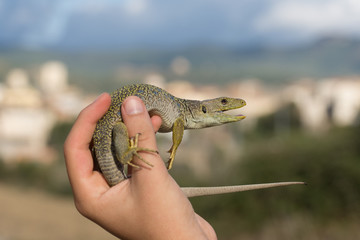 Ocellated lizard (Timon lepidus) spain.