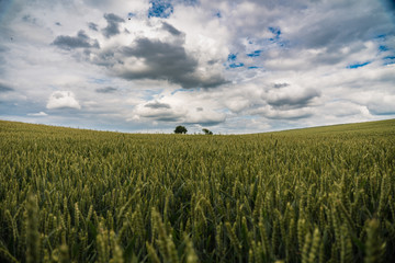 Bavarian rural landscape wheat fields