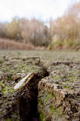 Obraz premium dead crab in a dry lake by drought