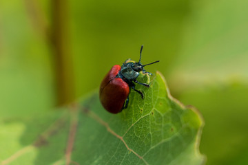 Insect closeup leaf  Chrysomela populi red beetle