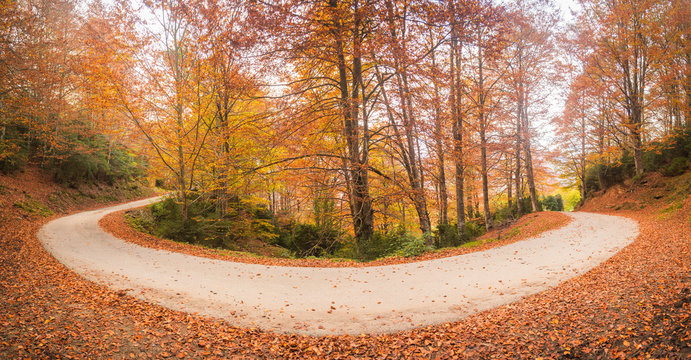 Curve road in a autumn forest.