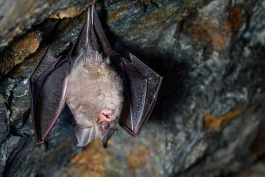 Lesser Horseshoe Bat (Rhinolophus Hipposideros)