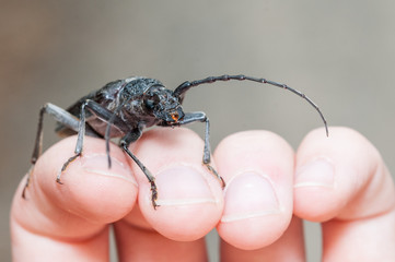 long horn beetle, Cerambys cerdo.
