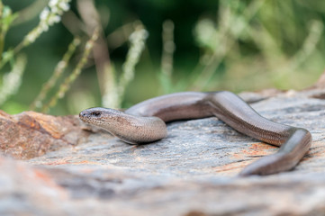 Slow worm, Anguis fragilis, male.
