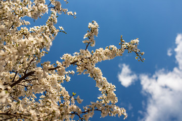 White blossoming tree branches with blue sky and white clouds in the background