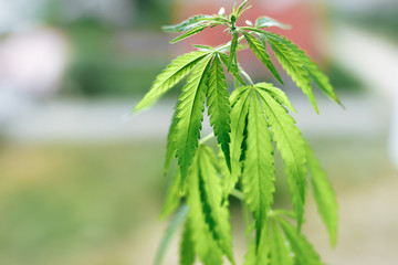 Cultivation marijuana. Growing cannabis, beautiful hemp bush CBD, marijuana vegetation plants,...