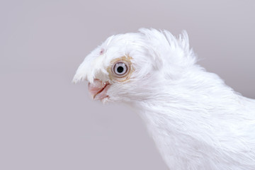 The head of the Uzbek white dove breed gulbadam.