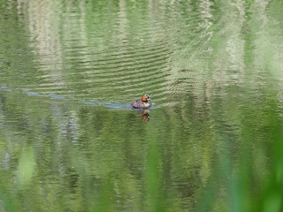 Fototapeta na wymiar Little grebe bird reflected in lake 