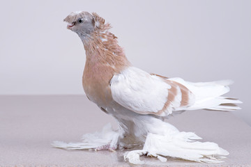 The purebred Uzbek pigeon on a marble polished slab.