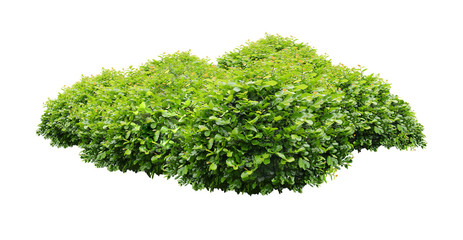 green bush isolated on white background.