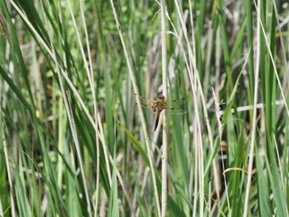 Male broad bodied chaser dragonfly