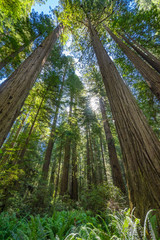 Tall Trees Towering Redwoods National Park Crescent City California