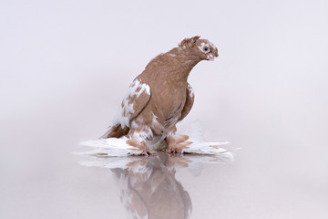 Brown dove of Uzbek breed sits on a reflective surface