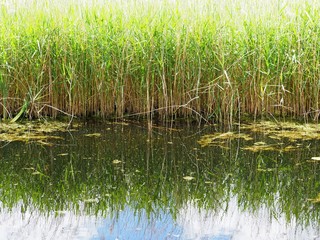 Obraz premium Wetland in the Cambridge fens