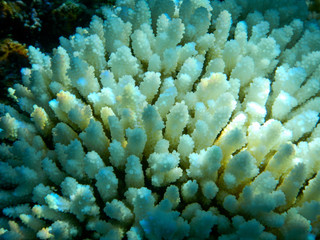 Naklejka na ściany i meble Coral, Moorea, French Polynesia Tahiti