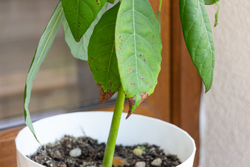 Avocado plant with dry brown leaves. - 275497645