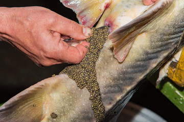 Extraction of black caviar of Russian sturgeon