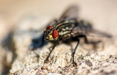 Portrait of a fly on the ground